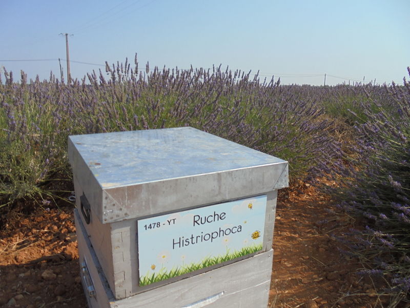 La ruche Histriophoca