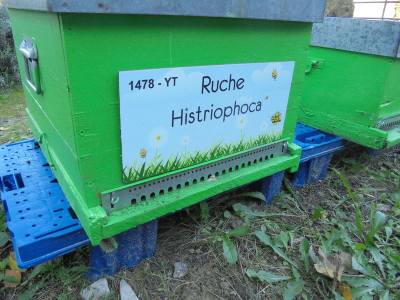 La ruche Histriophoca