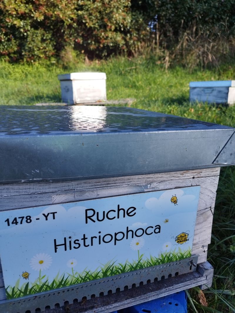 La ruche Histriophoca
