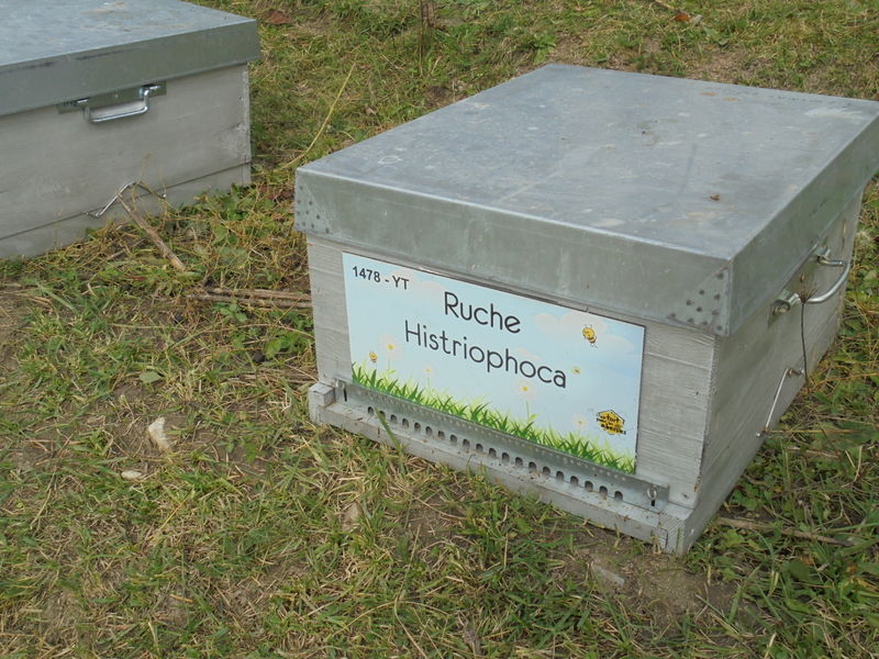 La ruche Histriophoca