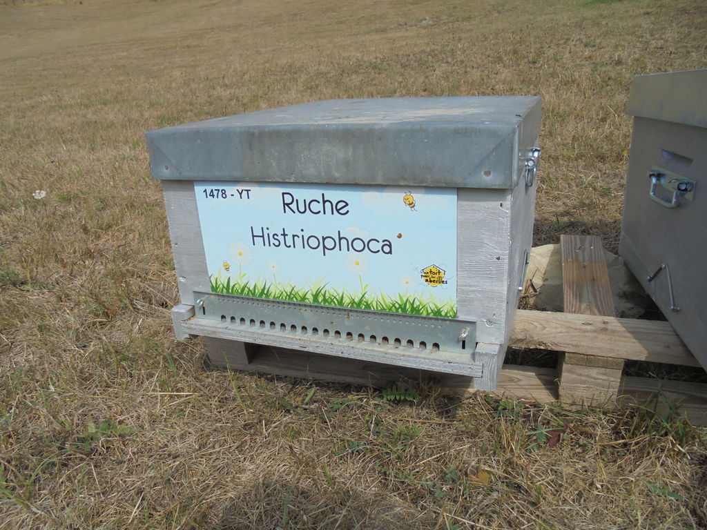 La ruche Histriophoca