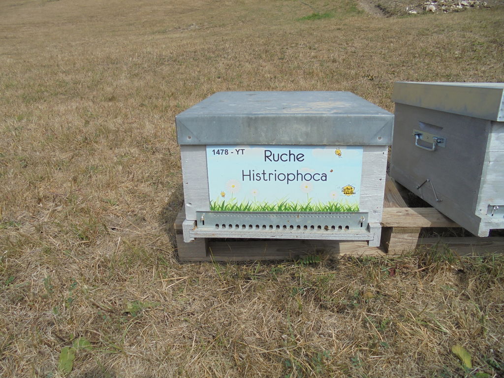 La ruche Histriophoca