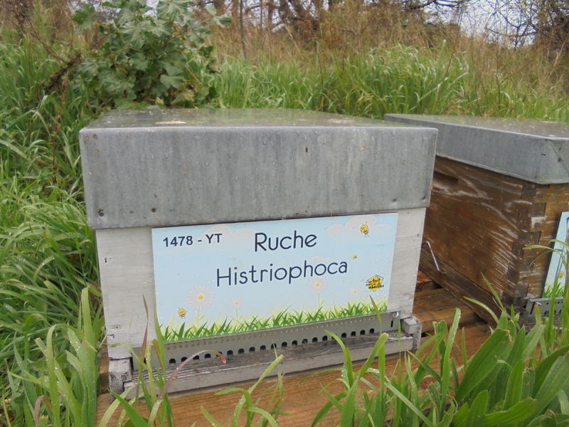 La ruche Histriophoca