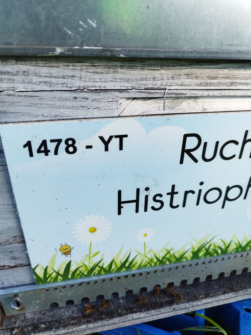 La ruche Histriophoca