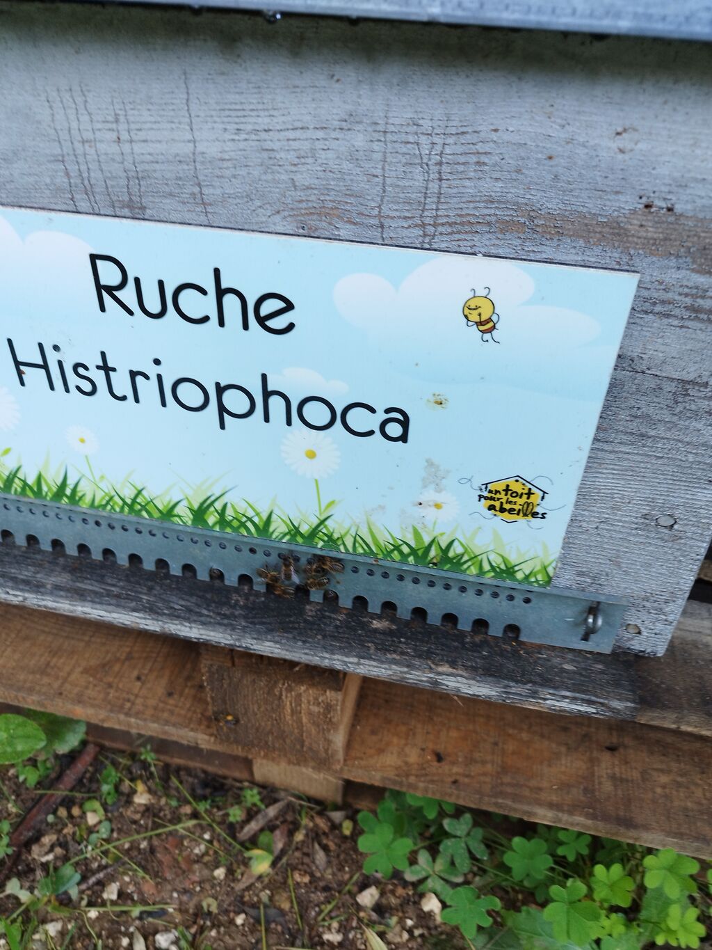 La ruche Histriophoca