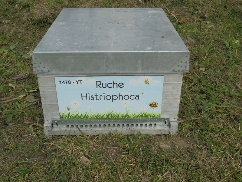 La ruche Histriophoca