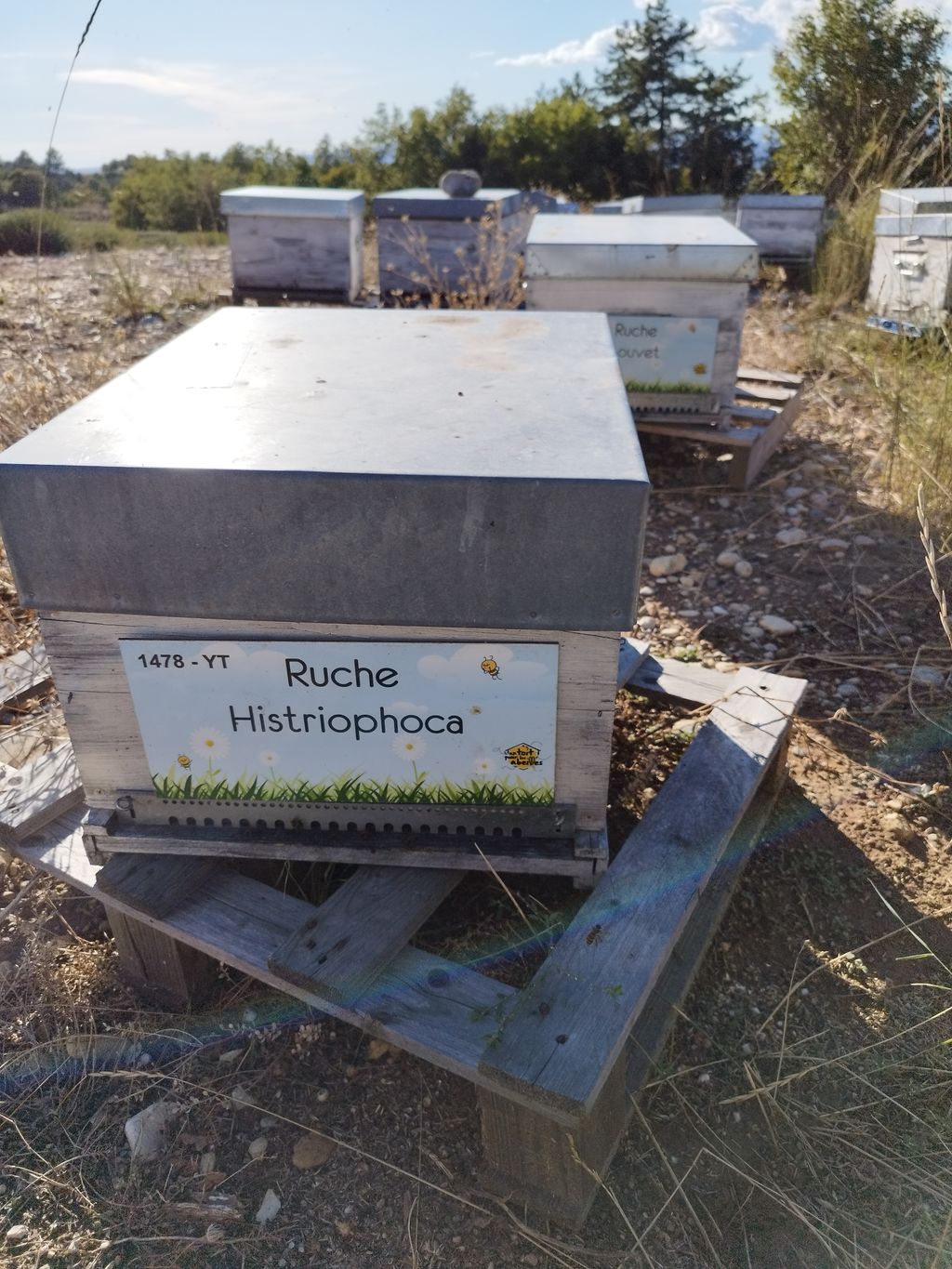 La ruche Histriophoca