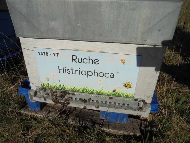 La ruche Histriophoca