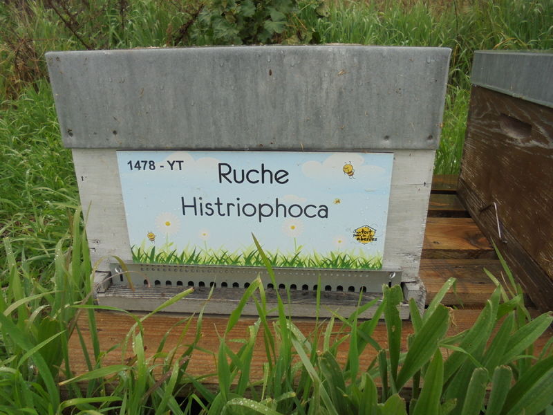 La ruche Histriophoca