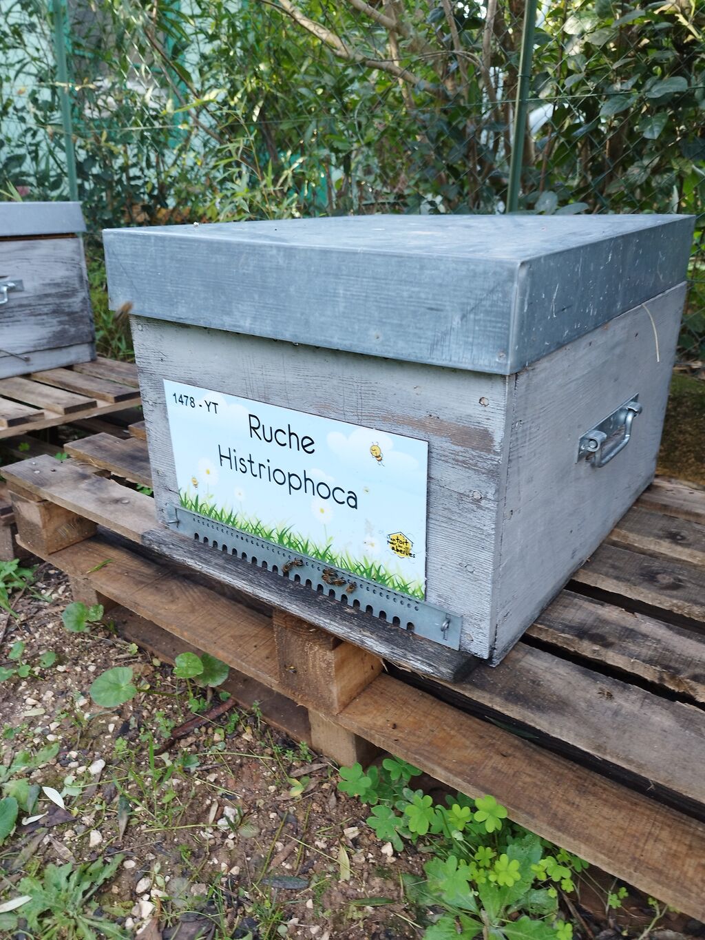 La ruche Histriophoca