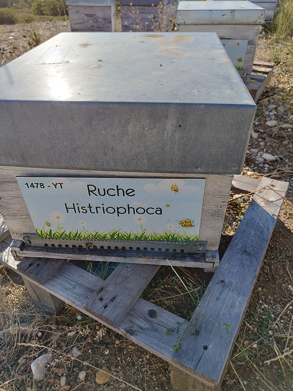 La ruche Histriophoca