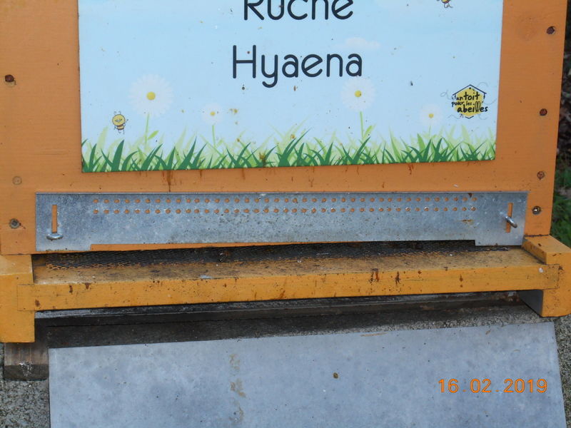 La ruche Hyaena