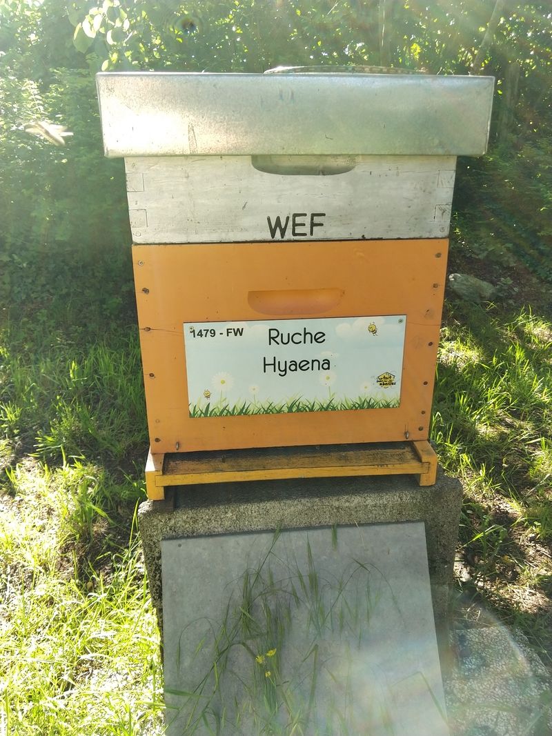 La ruche Hyaena