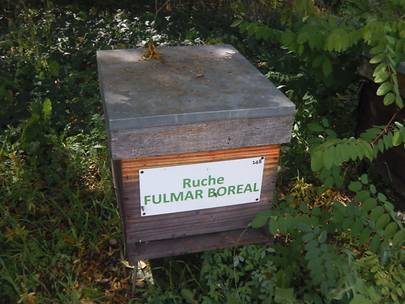 La ruche Fulmar boréal