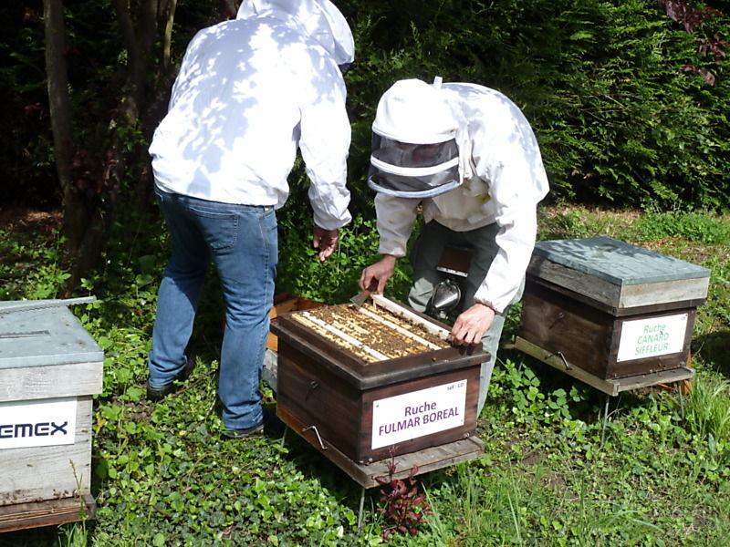 La ruche Fulmar boréal