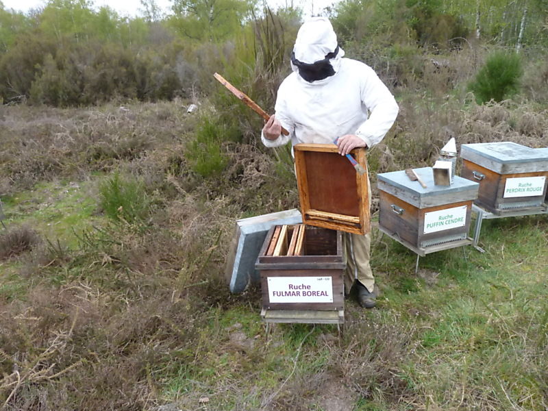 La ruche Fulmar boréal