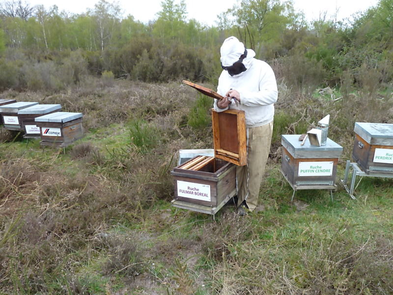 La ruche Fulmar boréal