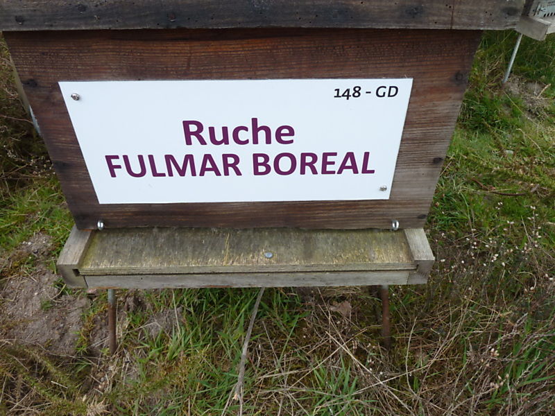 La ruche Fulmar boréal