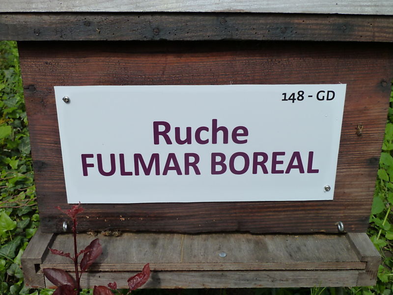 La ruche Fulmar boréal