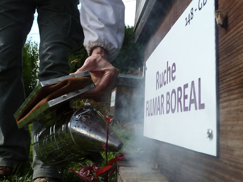 La ruche Fulmar boréal