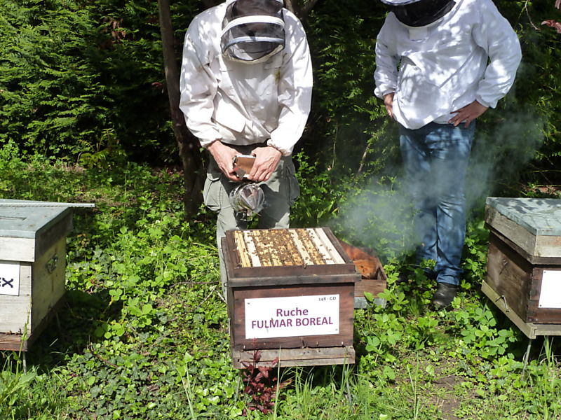 La ruche Fulmar boréal
