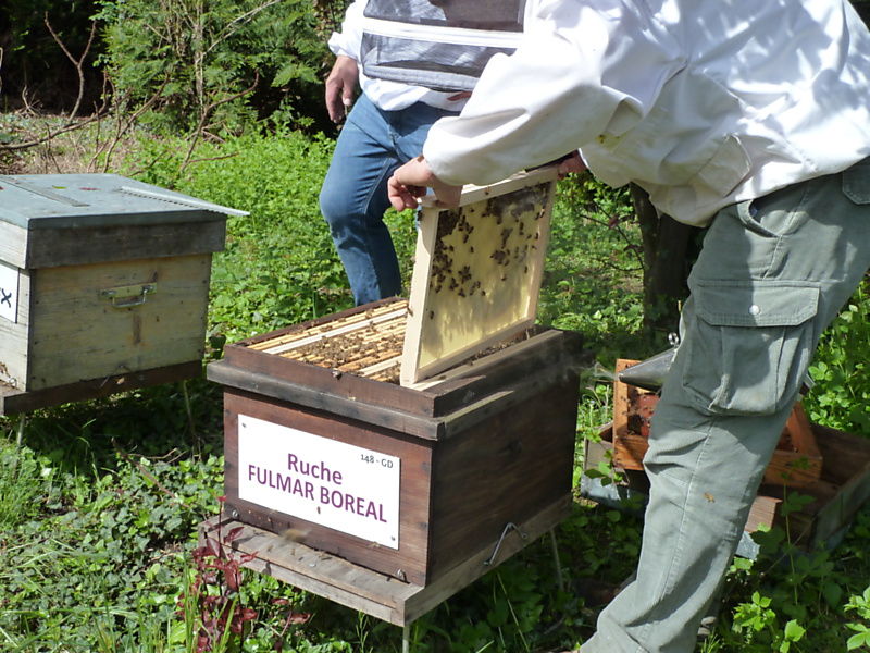 La ruche Fulmar boréal