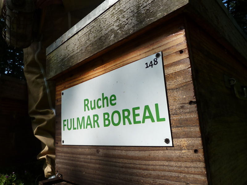 La ruche Fulmar boréal