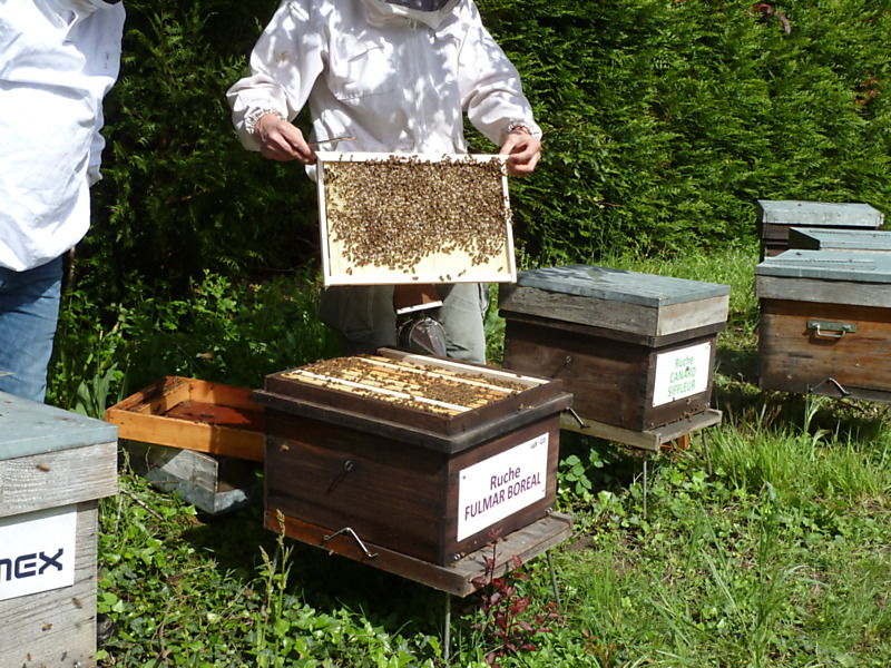 La ruche Fulmar boréal