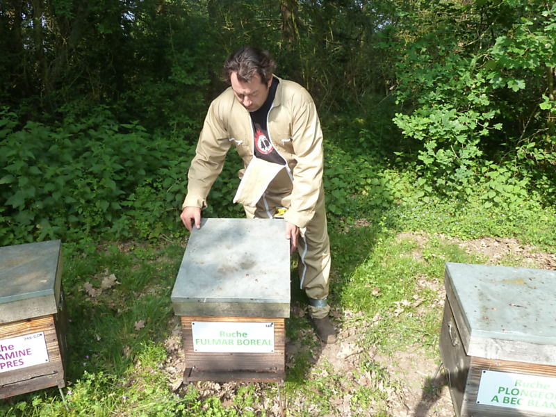 La ruche Fulmar boréal