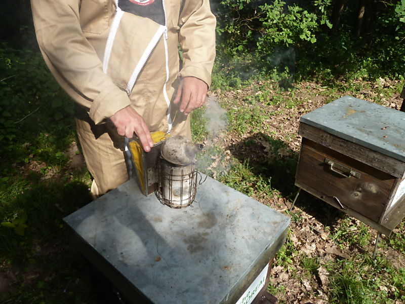 La ruche Fulmar boréal