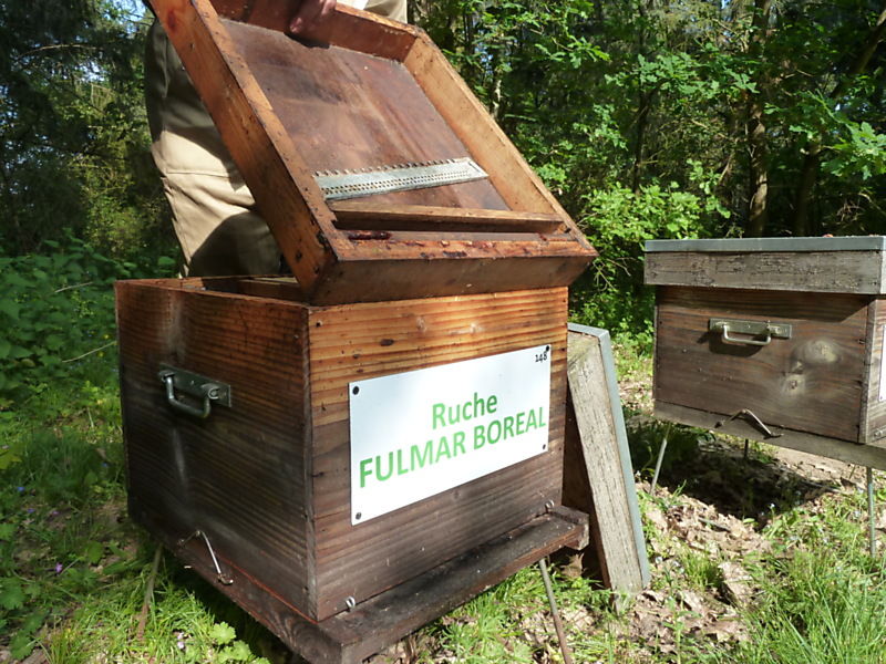 La ruche Fulmar boréal