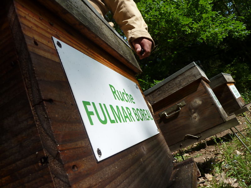 La ruche Fulmar boréal