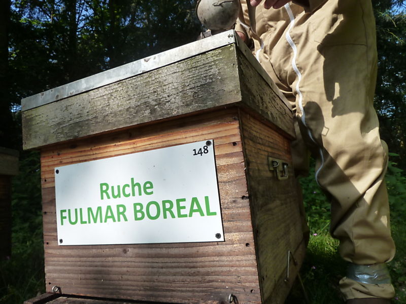 La ruche Fulmar boréal