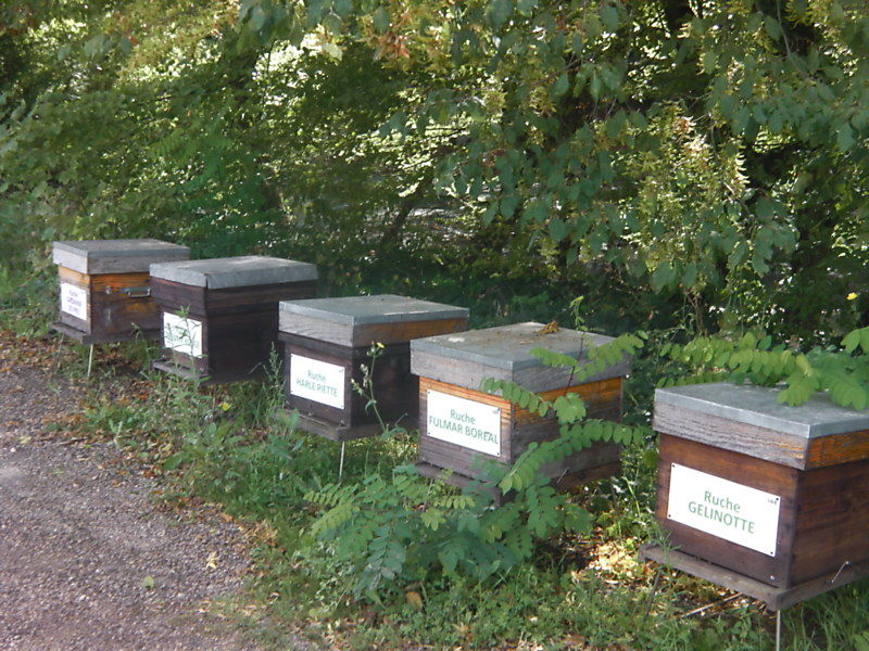 La ruche Fulmar boréal