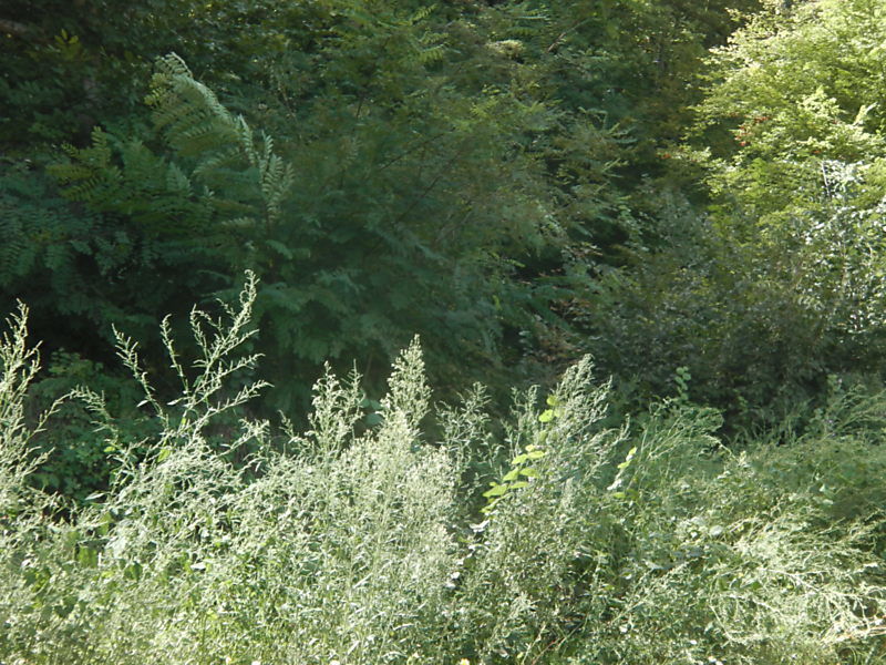 La ruche Fulmar boréal