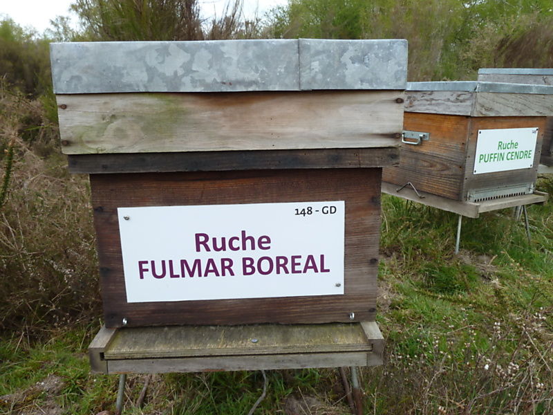 La ruche Fulmar boréal