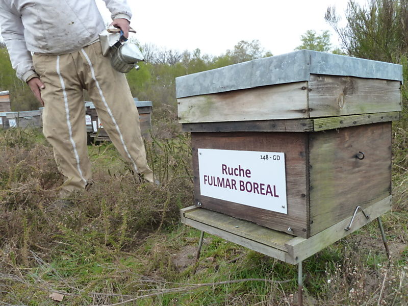 La ruche Fulmar boréal