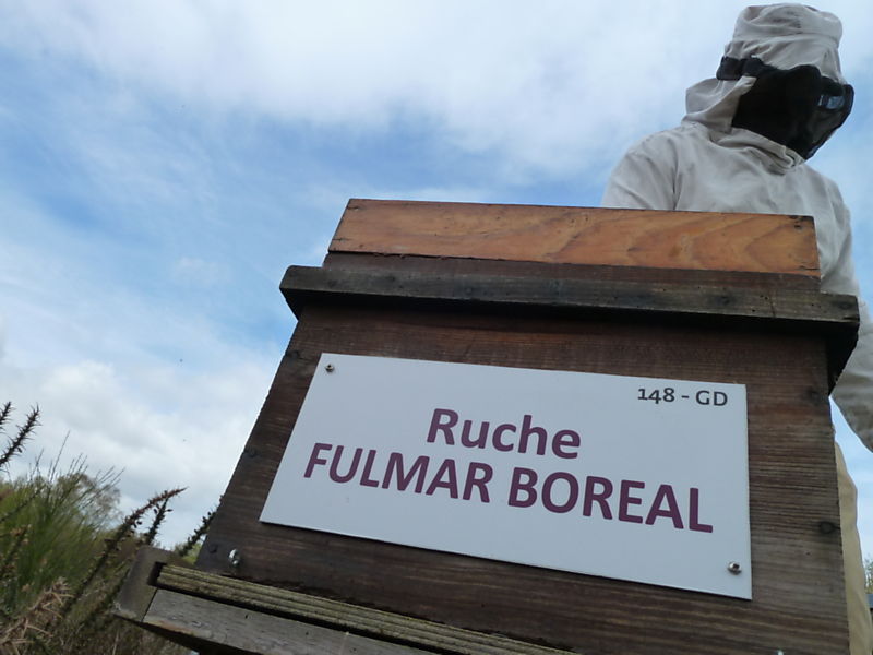 La ruche Fulmar boréal