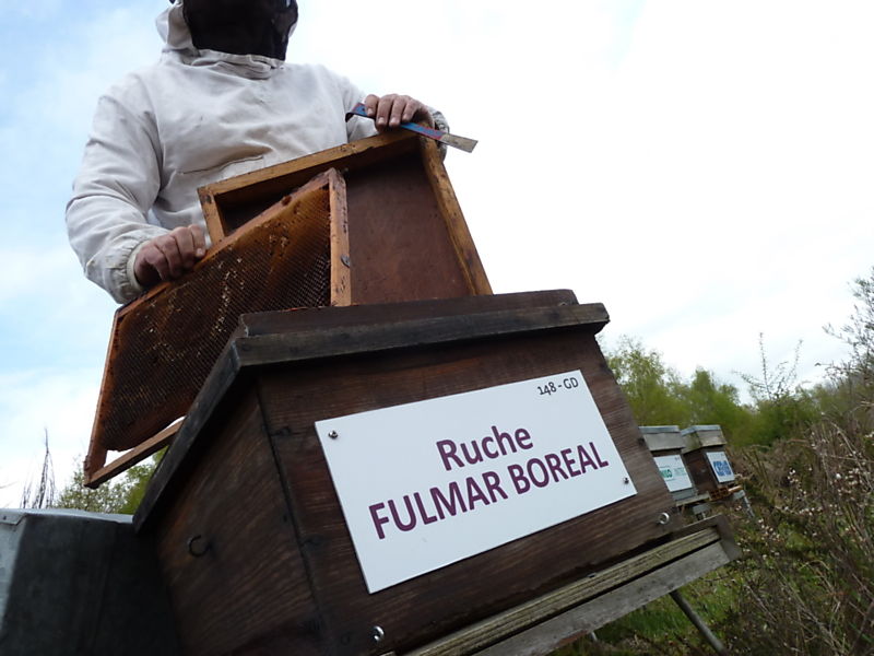 La ruche Fulmar boréal