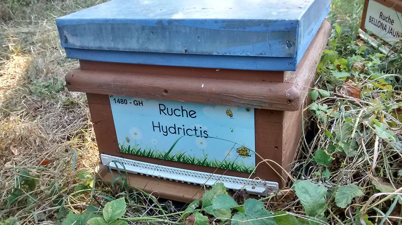 La ruche