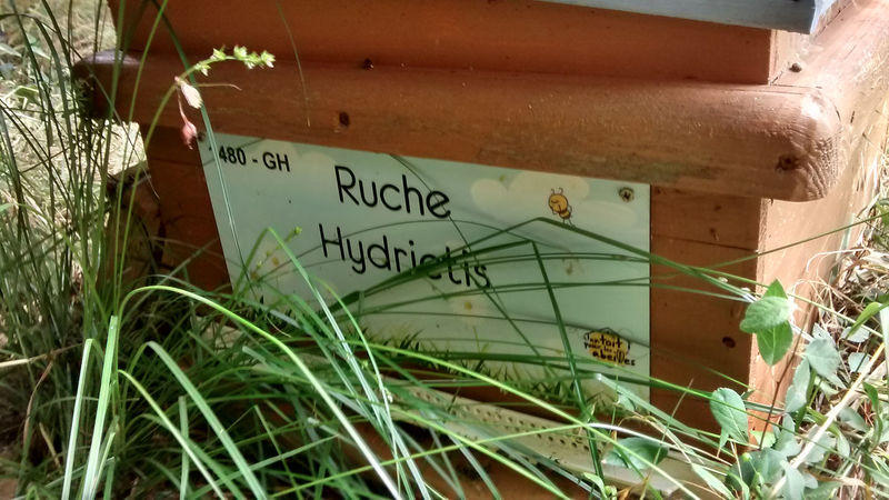 La ruche Hydrictis