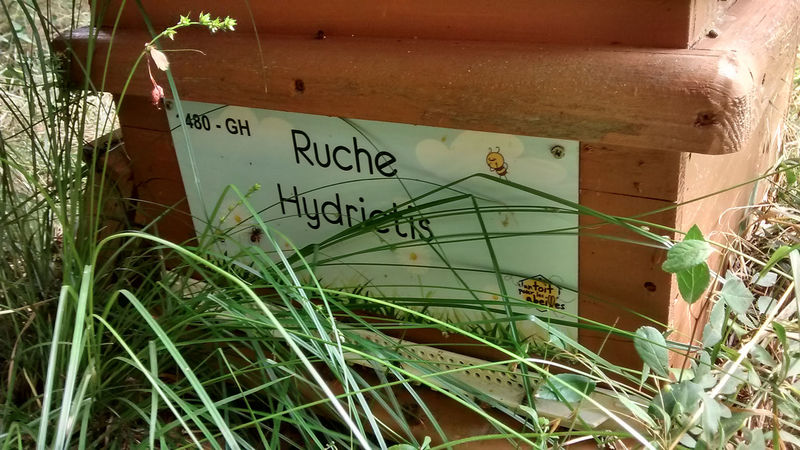 La ruche Hydrictis