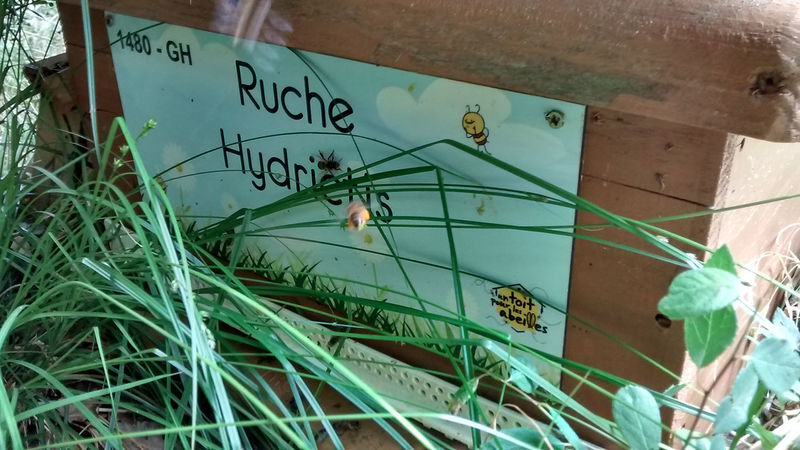 La ruche Hydrictis