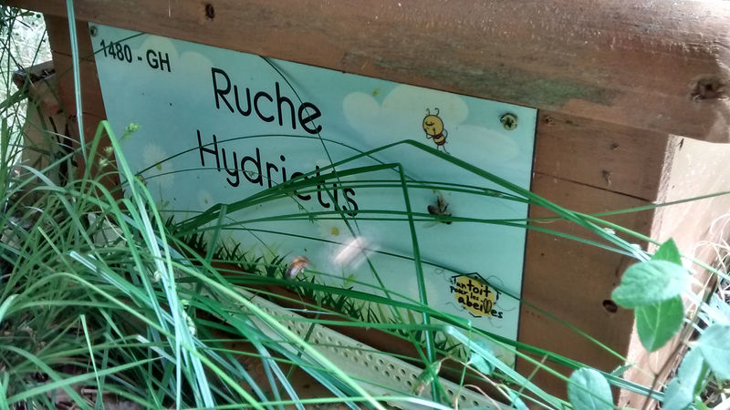 La ruche Hydrictis