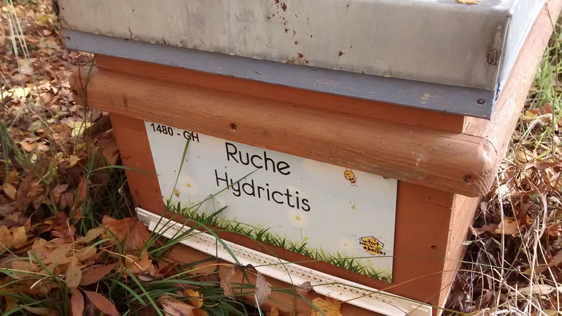 La ruche Hydrictis