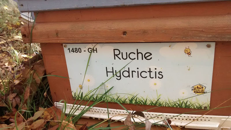 La ruche Hydrictis
