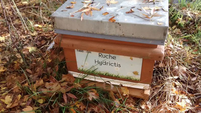 La ruche Hydrictis