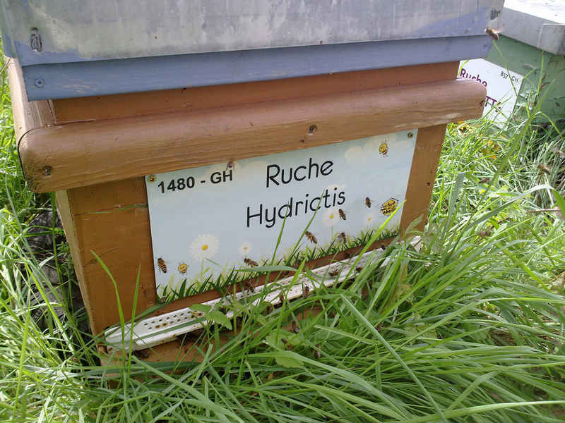 La ruche Hydrictis