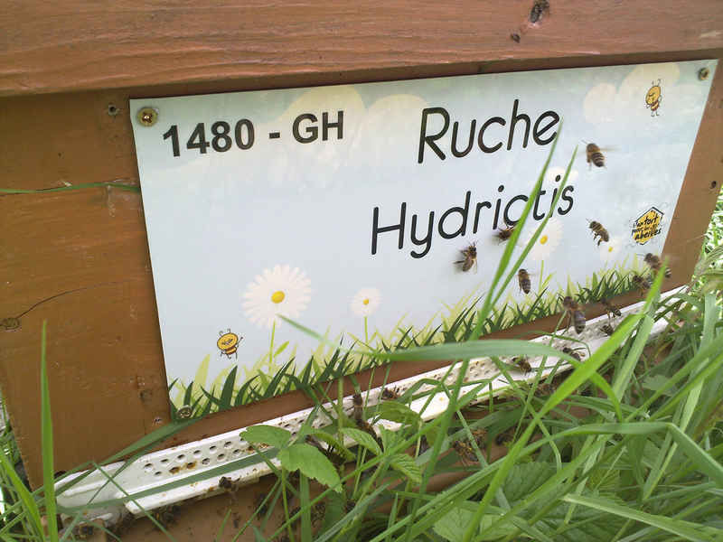 La ruche Hydrictis