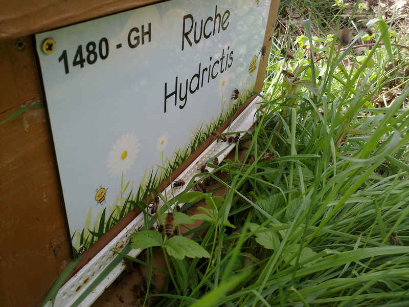 La ruche Hydrictis